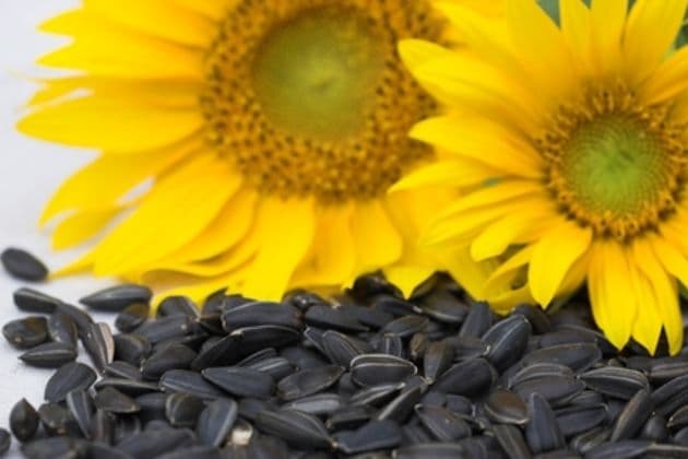 Top Grade White and Black Sunflower seeds